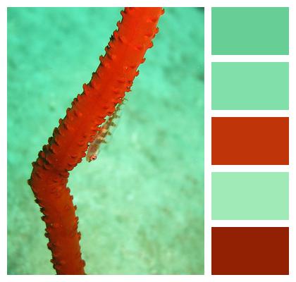 Coral Clingfish Whip Coral Image